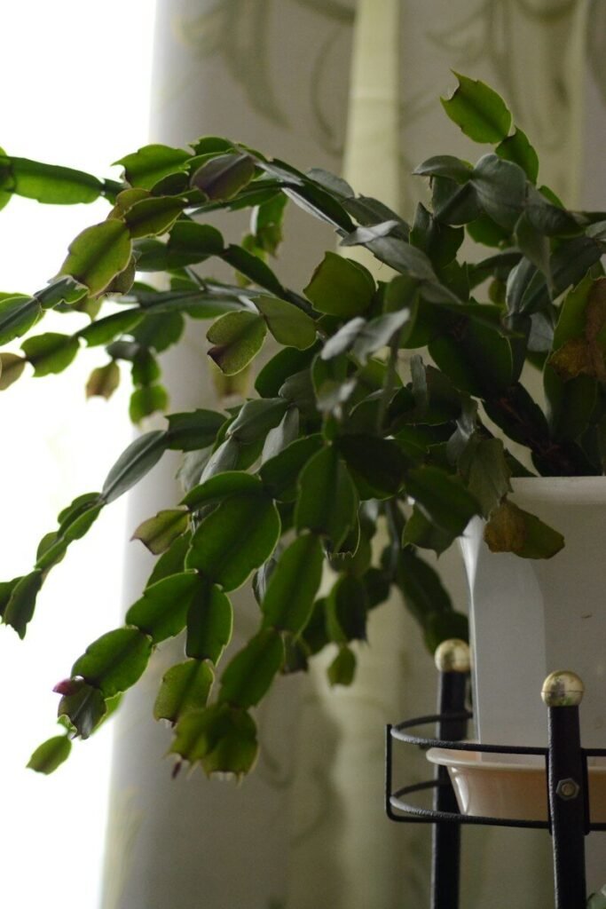 A christmas cactus plant with green leaves and buds