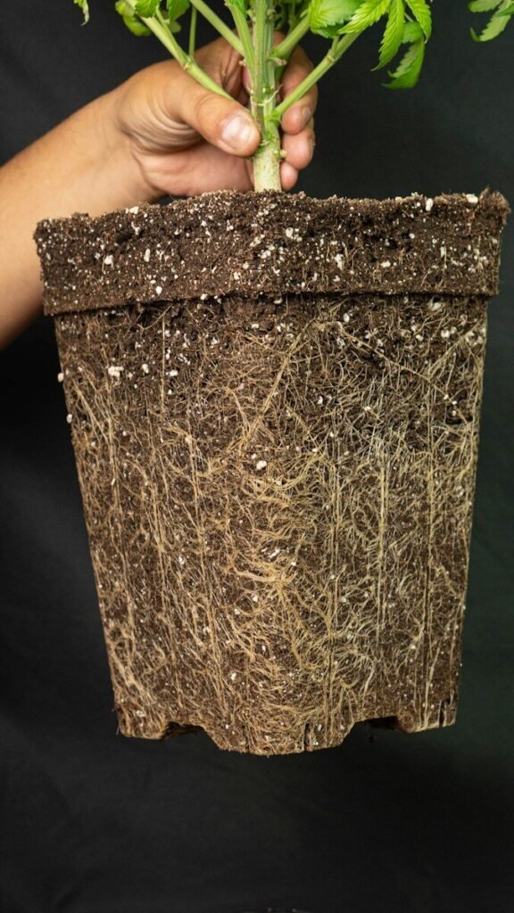 Healthy plant roots filling a pot against black background