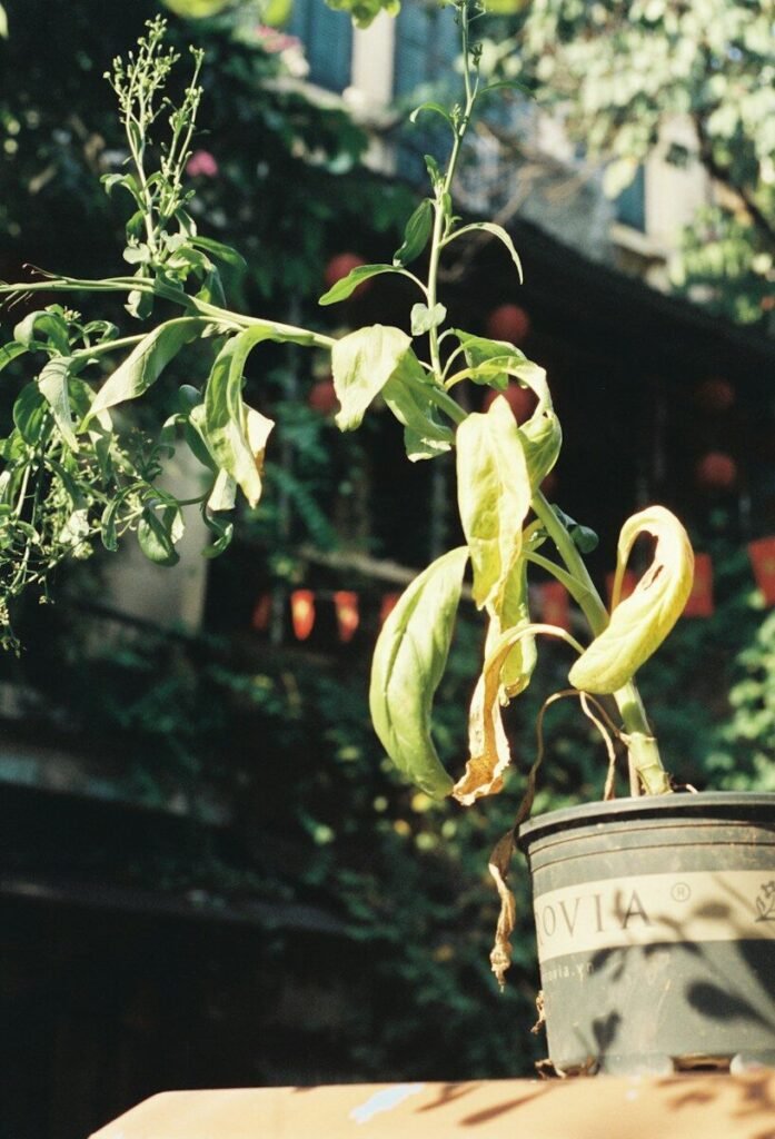 A wilting plant in a pot outdoors