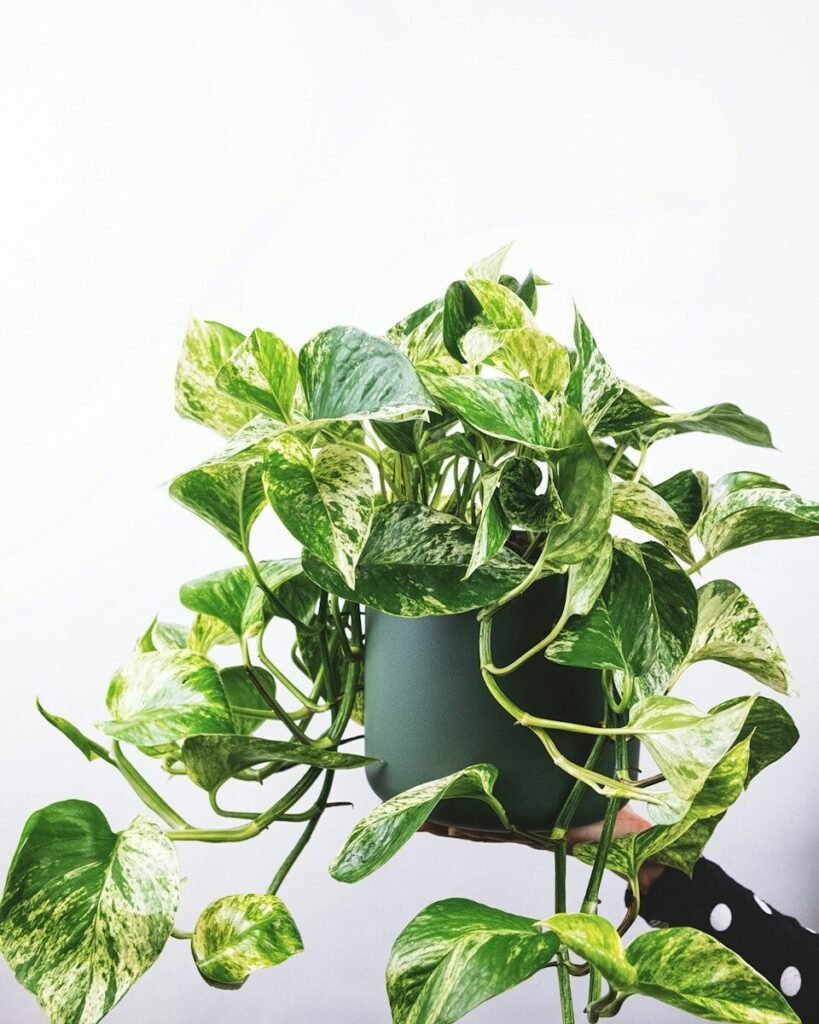 green plant on green pot