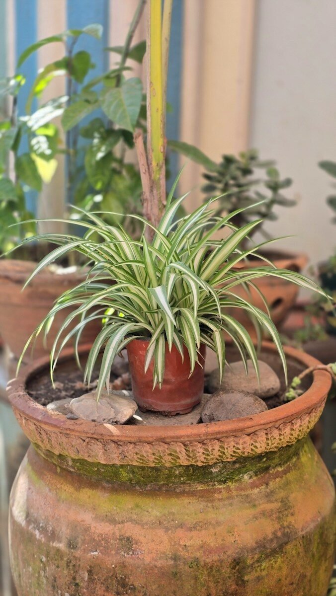 Why Is My Spider Plant Turning Brown at the Tips? 7 Causes & How to Fix It